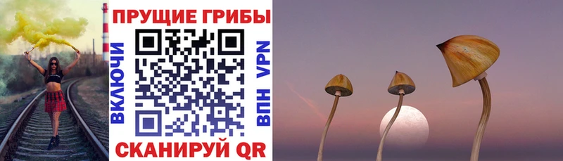 Галлюциногенные грибы Psilocybe  Купить  Дрезна 